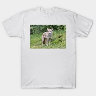 A lone Coyote in the forest T-Shirt